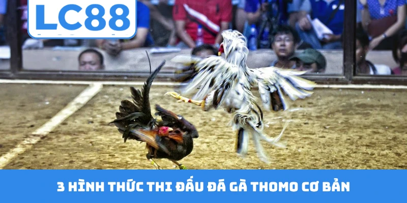 3 hình thức thi đấu đá gà Thomo cơ bản