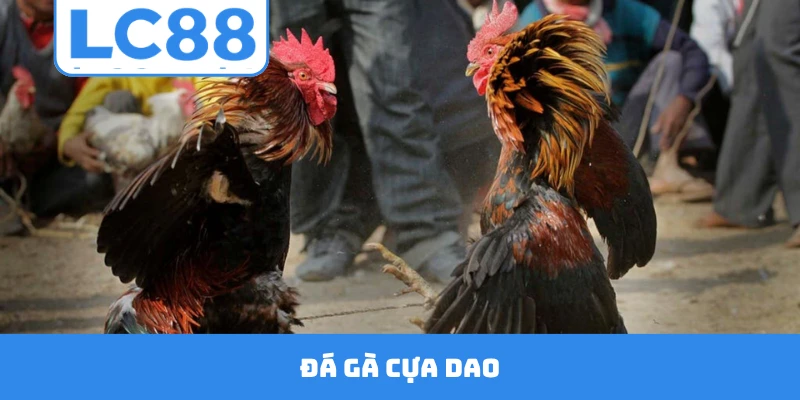 Đá Gà Cựa Dao