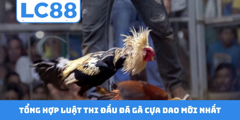 Tổng hợp luật thi đấu đá gà cựa dao mới nhất