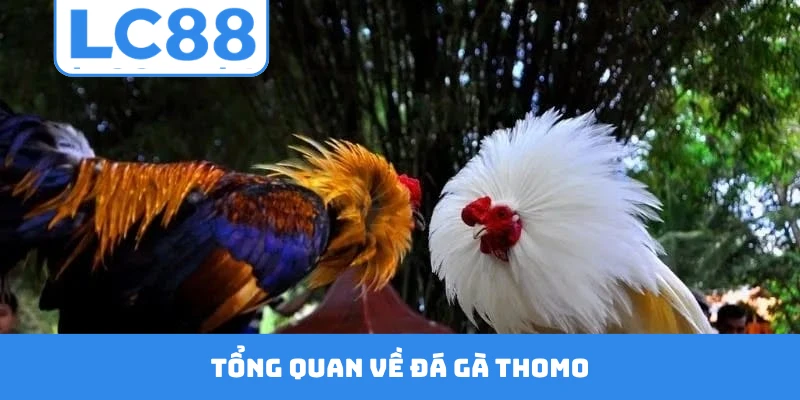 Tổng quan về đá gà Thomo